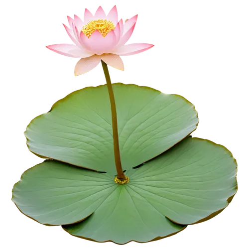 lotus on pond,lotus leaf,lotus flowers,water lotus,blooming lotus,lotus flower,water lily flower,lotus blossom,lotus ffflower,pond lily,lotus png,water lily plate,water lily,waterlily,lotus leaves,water lily leaf,lotus pond,lily pad,pink water lily,flower of water-lily,Illustration,Retro,Retro 15