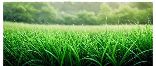 paddy field,ricefield,rice field,wheat germ grass,the rice field,rice cultivation,long grass,rain field,dew on grass,arrowgrass,green wallpaper,aaa,barley cultivation,rice fields,green grass,landscape background,grass grasses,blade of grass,green landscape,reed grass,Illustration,Paper based,Paper Based 20