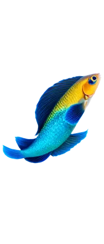 cychropsis,dartfish,characidae,fjord trout,schwimmvogel,tadpole,epipelagic,mesopelagic,guardfish,elasmosaurus,wrasse,platyhelminthes,subaquatic,tursiops,dolphin fish,lanternfish,cockrel,holothuria,auroraboralis,fluviatilis,Art,Classical Oil Painting,Classical Oil Painting 38