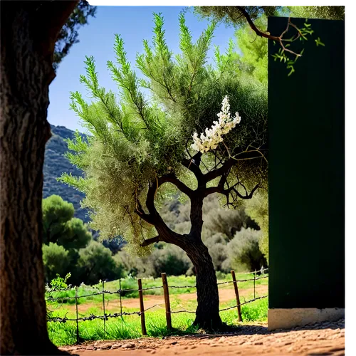 olive grove,olive field,olive tree,argan trees,argan tree,provencal life,cortijo,andalucia,palma trees,tatoi,provencal,lapithos,priorat,garrigue,andalucian,andalusia,olea,alentejo,ballades,alpujarras,Conceptual Art,Fantasy,Fantasy 04