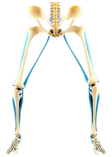 osteoporotic,skeletal,osteopath,musculoskeletal,osteopontin,osteopenia,osteocalcin,osteomalacia,spinal,human skeleton,psoas,skeleton,osteoporosis,osteoarthritis,sciatica,skeletal structure,osteitis,hindlimbs,metatarsus,orthopedics,Photography,Artistic Photography,Artistic Photography 15