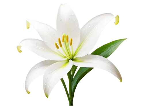 white lily,easter lilies,madonna lily,flowers png,lily flower,zephyranthes,white flower,garden star of bethlehem,lilium candidum,star of bethlehem,grass lily,tuberose,lilies of the valley,white blossom,lilium,white plumeria,delicate white flower,flower background,white trumpet lily,flower jasmine,Illustration,Realistic Fantasy,Realistic Fantasy 27