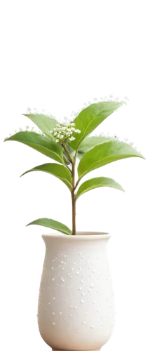 potted plant,bonsai tree,potted palm,potted tree,houseplant,resprout,fern plant,green plant,pot plant,plant pot,transparent background,bonsai,garden pot,maple tree in pot,container plant,sapling,indoor plant,spring leaf background,yinzhen,pokok,Photography,Documentary Photography,Documentary Photography 08