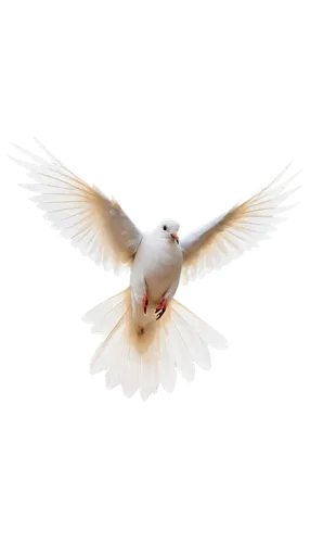 dove of peace,white dove,fairy tern,doves of peace,holy spirit,peace dove,bird png,black-shouldered kite,flying tern,white eagle,white bird,seagull in flight,black-winged kite,tern flying,dove,seagull flying,tern bird,arctic tern,bird flying,cygnes,Photography,Black and white photography,Black and White Photography 02