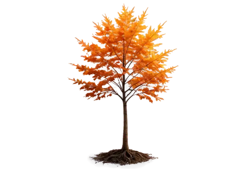 autumn tree,american larch,small tree,tangerine tree,cardstock tree,deciduous tree,silver maple,dwarf tree,flourishing tree,burning bush,maple tree in pot,ornamental tree,potted tree,brown tree,isolated tree,sapling,seasonal autumn decoration,seasonal tree,acer japonicum,new mexico maple,Conceptual Art,Sci-Fi,Sci-Fi 20