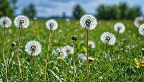 Dandelions on the grassland sway gently in the breeze, like dancers.,dandelion meadow,flying dandelions,dandelions,dandelion field,taraxacum,dandelion background,taraxacum officinale,cotton grass,dand