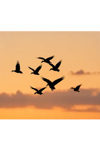 birds in flight,bird flight,group of birds,birds flying,migratory birds,geese flying,flying geese,gaviotas,gray geese,flying birds,wild geese,flock of birds,flock home,bird migration,key birds,flock of geese,migrating,dowitchers,cygnes,birds,Photography,Artistic Photography,Artistic Photography 13