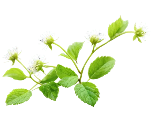 Raspberries, immature, green, unripe, small, delicate, tender, juicy, leafy stem, tiny white flowers, morning dew, soft natural light, close-up, macro photography, shallow depth of field, vibrant gree