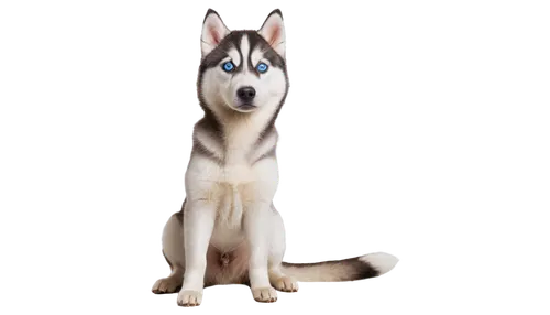 siberian husky,aleu,husky,huskic,husked,malamutes,husker,huskey,malamute,wolstein,kishu,huskie,wellard,atka,laika,elkhound,dogana,balto,nali,wolfdog,Photography,Documentary Photography,Documentary Photography 09