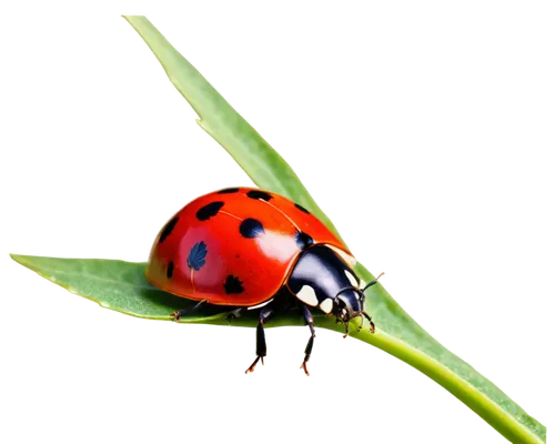 Ladybug, red and black shell, six legs, antennae, white spots, delicate wings, green leaf, solo, close-up, macro photography, shallow depth of field, soft natural light, warm color tone, 3/4 compositi