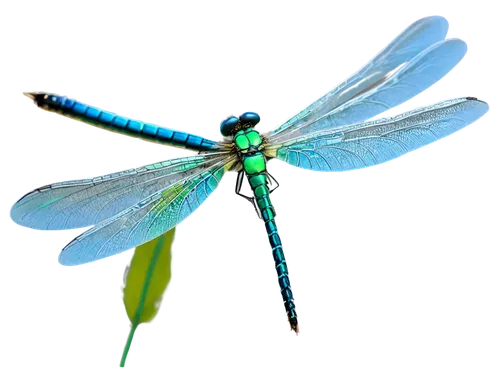 green-tailed emerald,dragonflies and damseflies,gonepteryx cleopatra,banded demoiselle,coenagrion,dragon-fly,dragonfly,spring dragonfly,damselfly,blue-winged wasteland insect,dragonflies,hawker dragonflies,gonepteryx rhamni,chrysops,emerald lizard,trithemis annulata,herbstannemone,cuban emerald,membrane-winged insect,aix galericulata,Conceptual Art,Daily,Daily 10