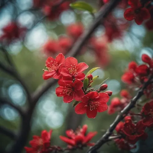 japanese flowering crabapple,chestnut tree with red flowers,red blooms,fruit blossoms,red petals,tree blossoms,red magnolia,flowering tree,plum blossoms,the plum flower,crabapples,ornamental cherry,red plum,red flowers,blossoms,red orange flowers,japanese cherry,apple tree flowers,crabapple,spring blossom,Photography,General,Cinematic