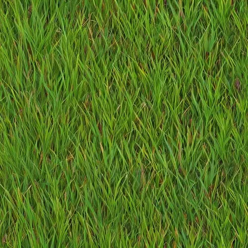 zoysia,block of grass,grass,gras,grass grasses,grass blades,green wallpaper,grassman,grassy,golf course grass,cordgrass,lawn,grasslike,green grass,grass lily,paspalum,blade of grass,green lawn,blades of grass,long grass,Illustration,Abstract Fantasy,Abstract Fantasy 10