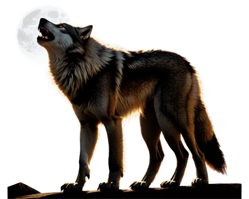 wolfdog,howling wolf,saarloos wolfdog,european wolf,gray wolf,wolf,werewolves,red wolf,czechoslovakian wolfdog,wolf bob,constellation wolf,kunming wolfdog,werewolf,canis lupus,tamaskan dog,canidae,howl,canis lupus tundrarum,king shepherd,belgian shepherd,Illustration,Realistic Fantasy,Realistic Fantasy 23