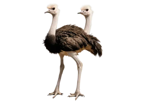 ostrich,grey neck king crane,ostriches,platycercus,bird png,platycercus elegans,greater rhea,platycercus eximius,galliformes,storks,crane-like bird,white-naped crane,greater flamingo,stork,baby stork,cynthia (subgenus),ibis,dodo,demoiselle crane,emu,Photography,Artistic Photography,Artistic Photography 05