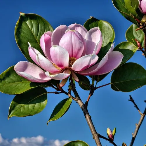 chinese magnolia,magnolia blossom,magnolia flower,japanese magnolia,magnolia × soulangeana,magnolia flowers,magnolia x soulangiana,tulip tree flower,southern magnolia,magnolia liliiflora,tulip tree,pink magnolia,tulip tree bloom,magnolia tree,magnolia,magnoliengewaechs,tulip magnolia,bush magnolia,magnoliaceae,saucer magnolia,Photography,General,Realistic