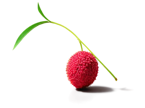 Litchi fruit, solo, ripe, green peel, red flesh, juicy pulp, detailed texture, shiny surface, soft lighting, 3/4 composition, warm color tone, shallow depth of field, still life, realistic rendering.,