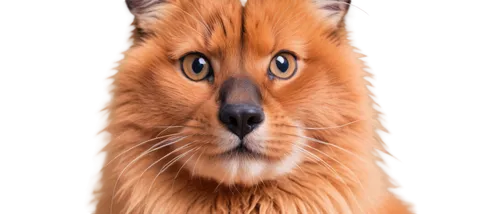 red fox,dholes,the red fox,a fox,patagonian fox,orange tabby cat,dhole,red tabby,fuchs,fox,redfox,vulpes vulpes,cute fox,orange tabby,felidae,adorable fox,animal portrait,sitatunga,little fox,firestar,Conceptual Art,Daily,Daily 29