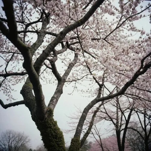 takato cherry blossoms,sakura cherry tree,sakura tree,sakura branch,sakura trees,cherry blossom tree,Photography,Documentary Photography,Documentary Photography 02