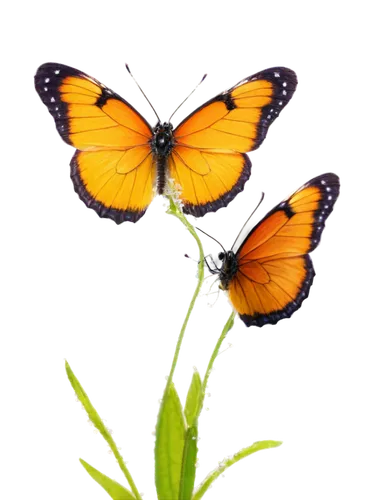 butterfly clip art,butterfly vector,butterfly background,viceroy (butterfly),euphydryas,orange butterfly,butterfly isolated,polygonia,lycaena phlaeas,hesperia (butterfly),melitaea,lycaena,isolated butterfly,vanessa (butterfly),cupido (butterfly),butterfly on a flower,coenonympha tullia,scotch argus,brush-footed butterfly,butterfly,Art,Classical Oil Painting,Classical Oil Painting 19