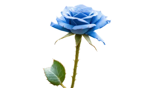 blue rose,blue flower,blu flower,blue moon rose,blue rose near rail,blue petals,flower wallpaper,blume,blue snowflake,blue flowers,rose png,blue background,artificial flower,blue star,decorative flower,blue lamp,elven flower,flowers png,magic star flower,blue hydrangea,Photography,Documentary Photography,Documentary Photography 06